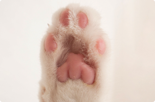 Pet Care